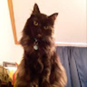 Meet your Posher, Bailey